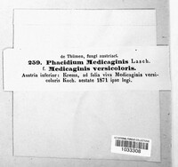 Pseudopeziza medicaginis image